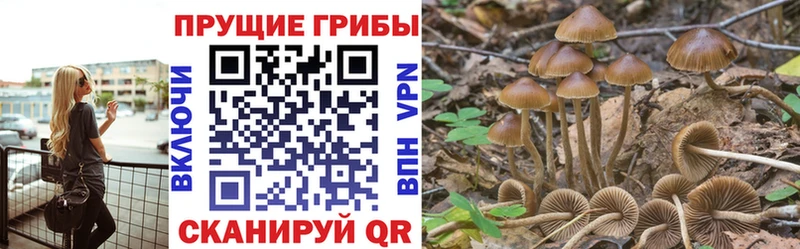 Псилоцибиновые грибы GOLDEN TEACHER  купить наркотики цена  omg ссылки  Дзержинск 
